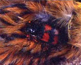 Удивительный мир жуков - i_007.jpg