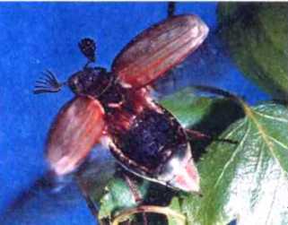 Удивительный мир жуков - i_008.jpg