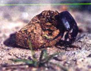 Удивительный мир жуков - i_009.jpg