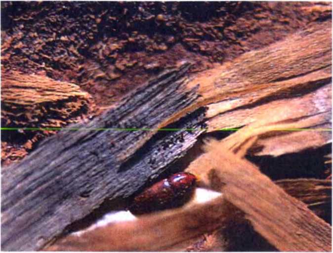 Удивительный мир жуков - i_011.jpg