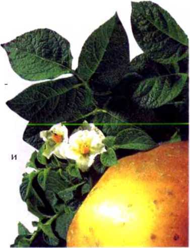 Удивительный мир жуков - i_016.jpg