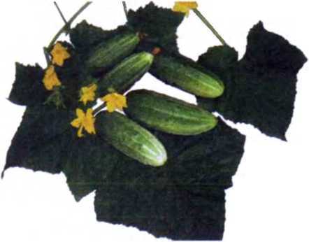 Удивительный мир жуков - i_017.jpg