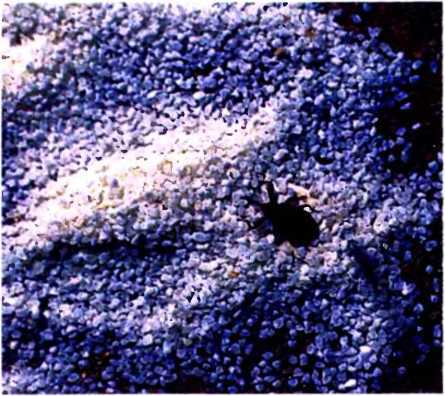 Удивительный мир жуков - i_020.jpg