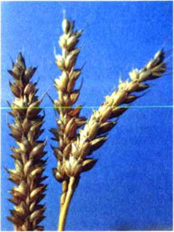 Удивительный мир жуков - i_021.jpg