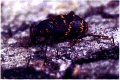 Удивительный мир жуков - i_022.jpg