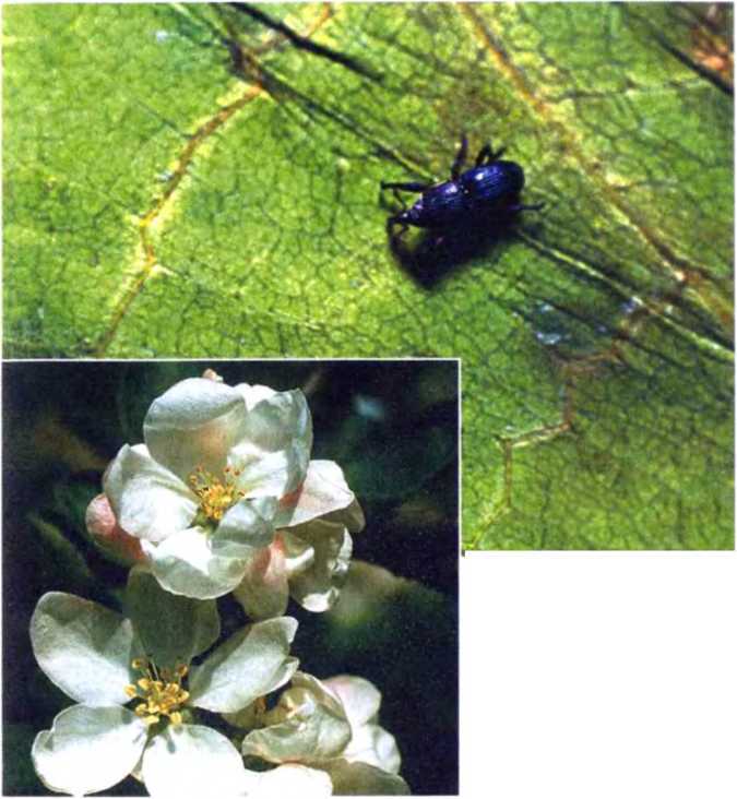 Удивительный мир жуков - i_023.jpg