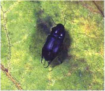 Удивительный мир жуков - i_024.jpg