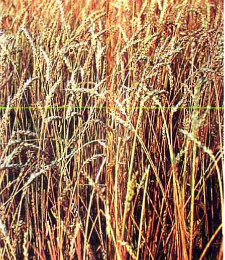 Удивительный мир жуков - i_025.jpg