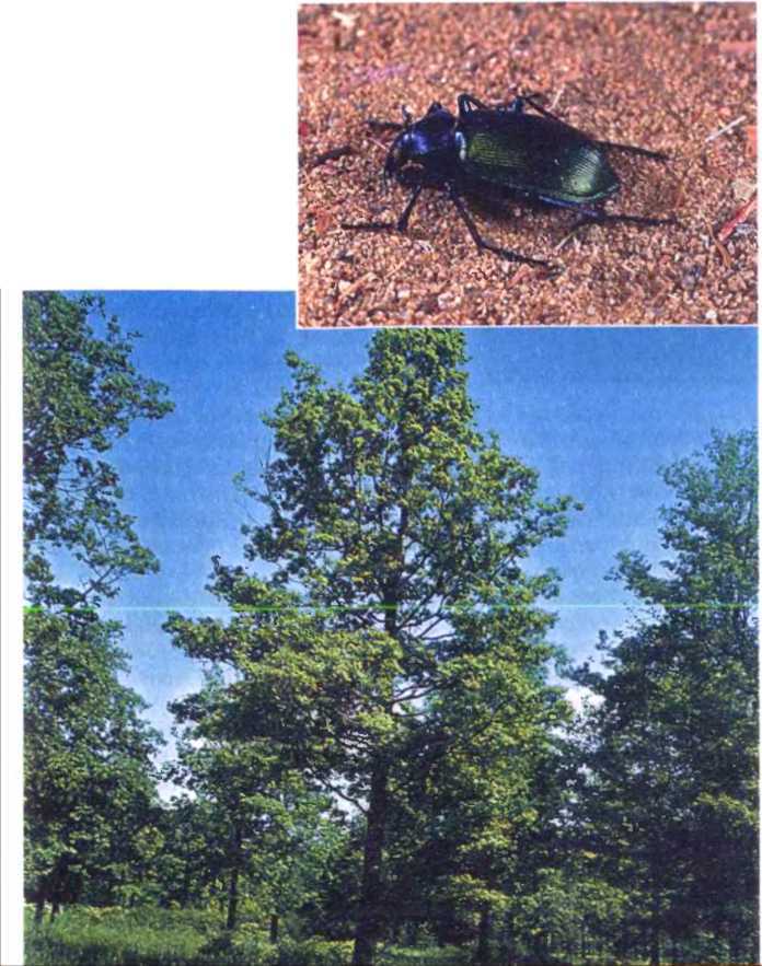 Удивительный мир жуков - i_026.jpg