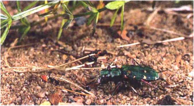 Удивительный мир жуков - i_027.jpg