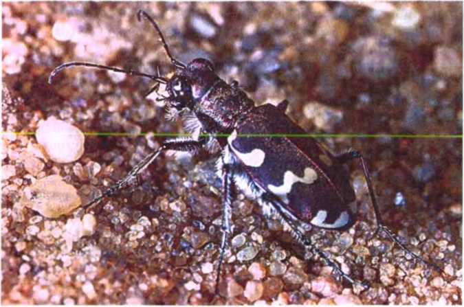 Удивительный мир жуков - i_028.jpg