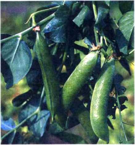 Удивительный мир жуков - i_030.jpg