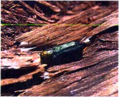 Удивительный мир жуков - i_031.jpg