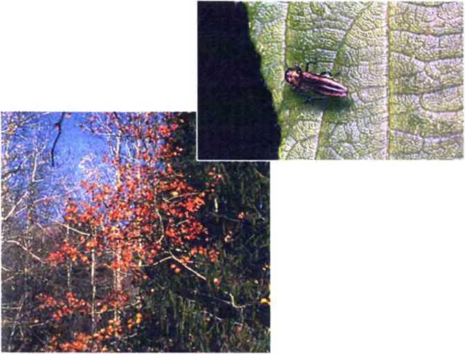 Удивительный мир жуков - i_032.jpg