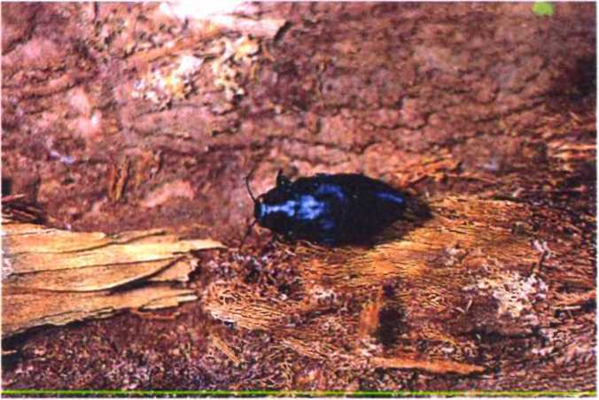 Удивительный мир жуков - i_033.jpg