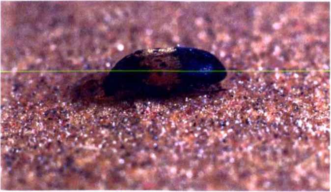 Удивительный мир жуков - i_034.jpg