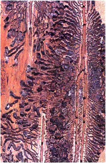 Удивительный мир жуков - i_037.jpg