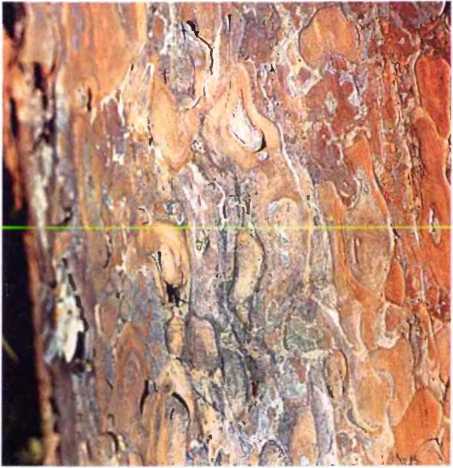 Удивительный мир жуков - i_039.jpg