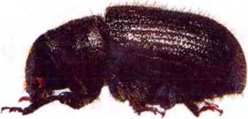 Удивительный мир жуков - i_041.jpg