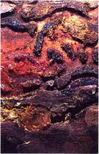 Удивительный мир жуков - i_042.jpg