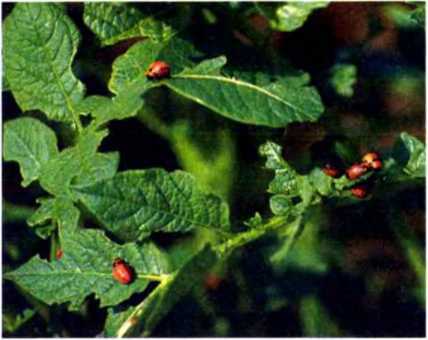 Удивительный мир жуков - i_045.jpg