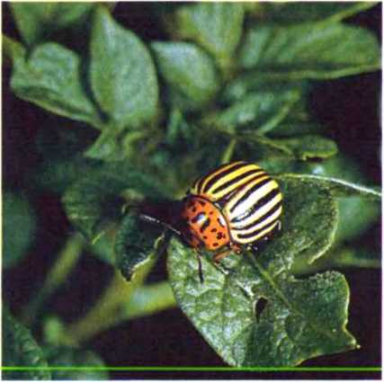 Удивительный мир жуков - i_048.jpg