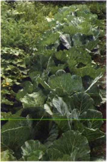 Удивительный мир жуков - i_050.jpg