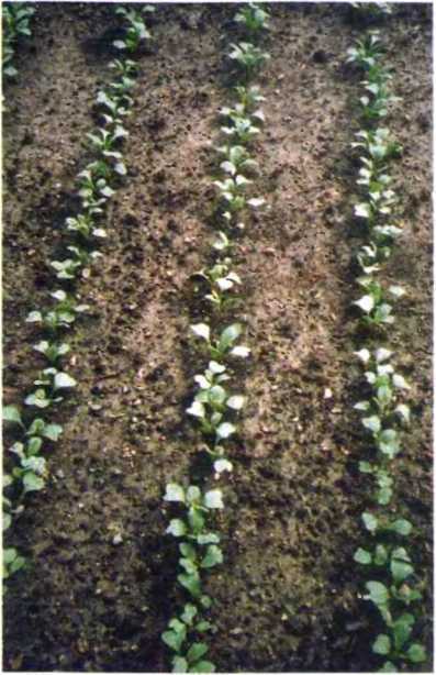 Удивительный мир жуков - i_051.jpg