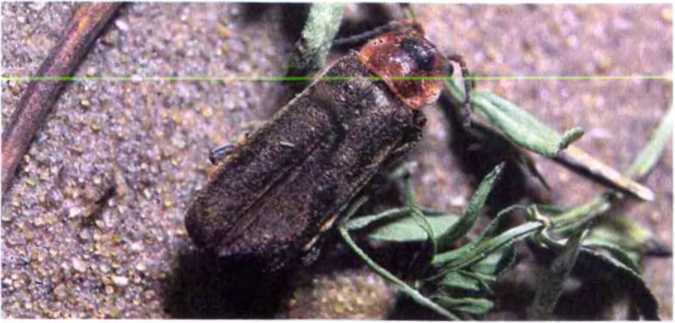 Удивительный мир жуков - i_054.jpg