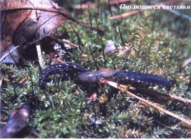 Удивительный мир жуков - i_057.jpg