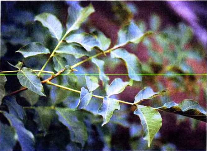 Удивительный мир жуков - i_061.jpg