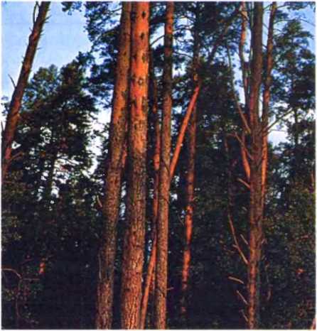 Удивительный мир жуков - i_062.jpg