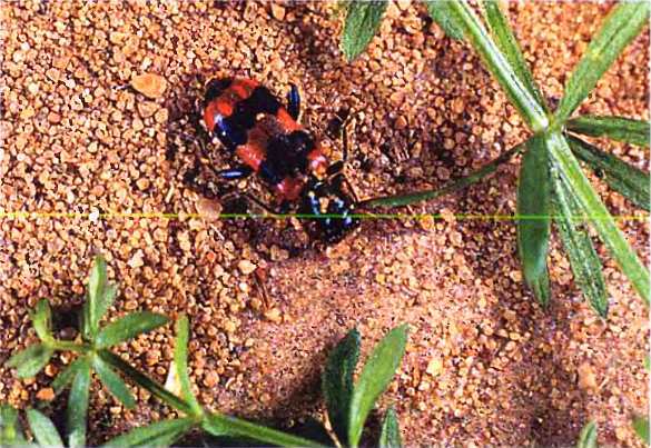 Удивительный мир жуков - i_063.jpg