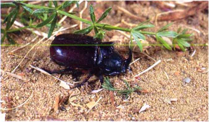 Удивительный мир жуков - i_066.jpg