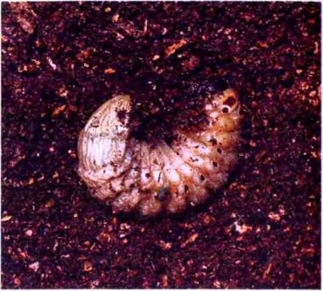 Удивительный мир жуков - i_067.jpg