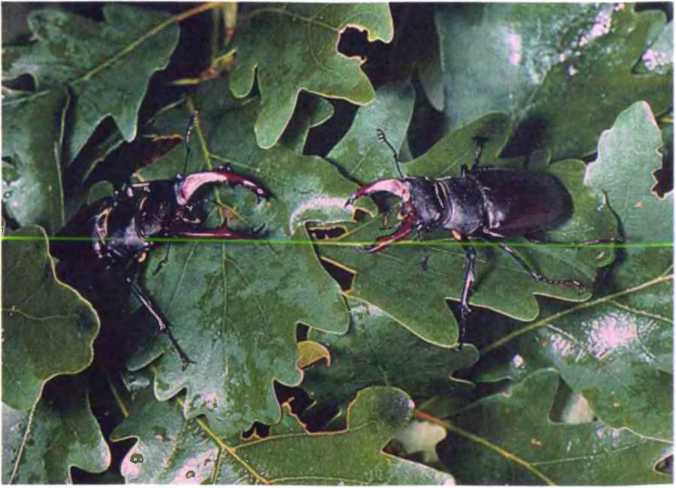 Удивительный мир жуков - i_072.jpg