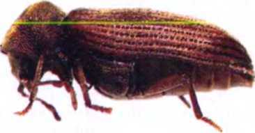 Удивительный мир жуков - i_076.jpg