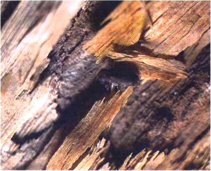 Удивительный мир жуков - i_078.jpg