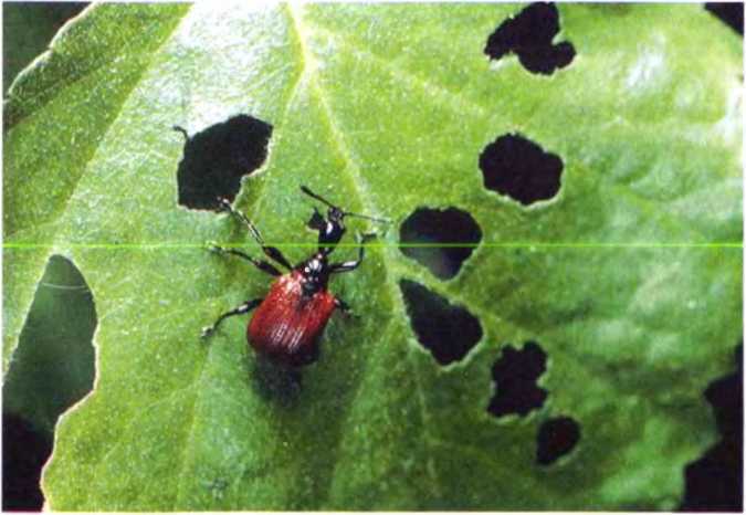 Удивительный мир жуков - i_079.jpg