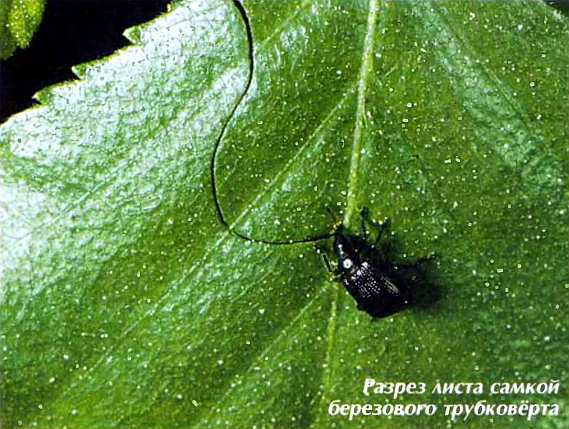 Удивительный мир жуков - i_080.jpg