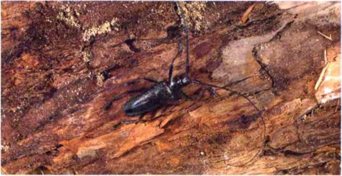 Удивительный мир жуков - i_081.jpg