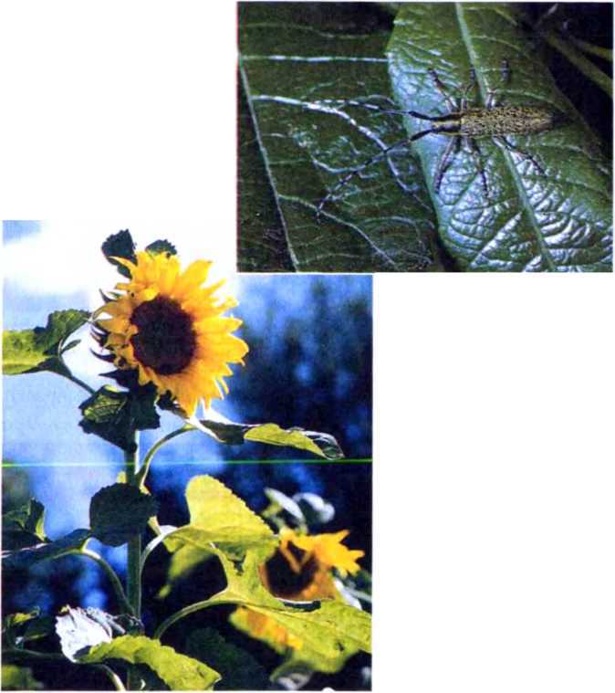 Удивительный мир жуков - i_082.jpg