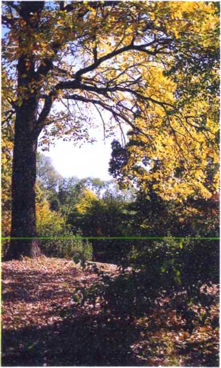 Удивительный мир жуков - i_084.jpg