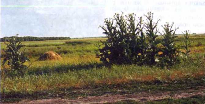 Удивительный мир жуков - i_086.jpg