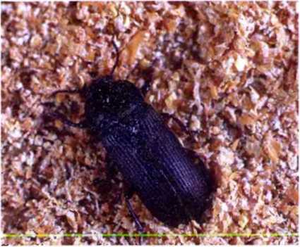 Удивительный мир жуков - i_087.jpg