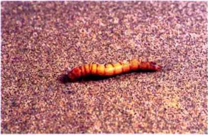 Удивительный мир жуков - i_088.jpg