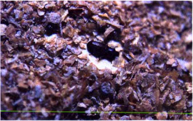 Удивительный мир жуков - i_089.jpg