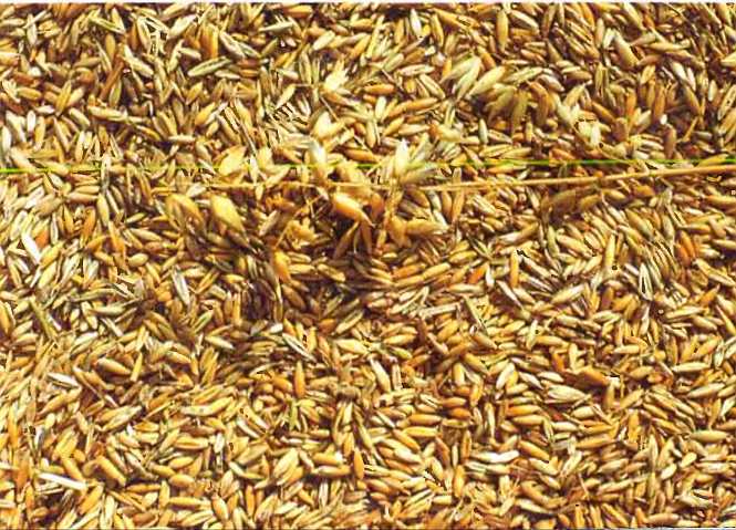 Удивительный мир жуков - i_090.jpg