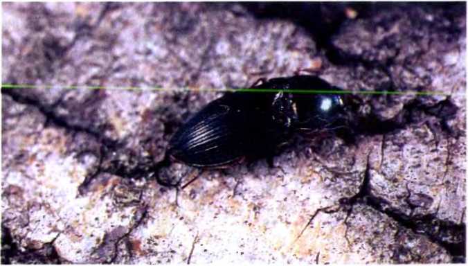 Удивительный мир жуков - i_091.jpg