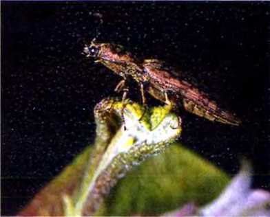 Удивительный мир жуков - i_092.jpg